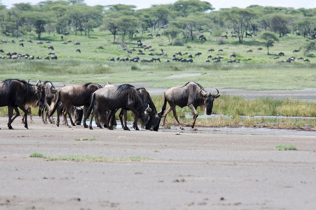 Ndutu Gnu flok06.jpg - Blue Wilderbeest (Connochaetus taurinus), Tanzania March 2006